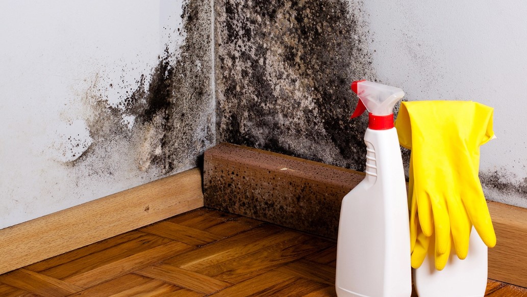 Mold Removal Guide