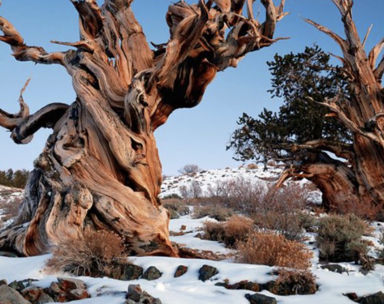 Oldest Recorded Tree In Existence 