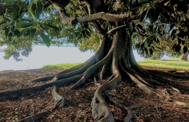 How Deep Do Tree Roots Grow