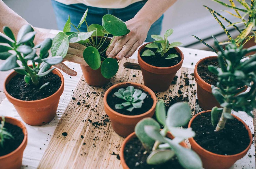 PLANTS FOR SMALL SPACES