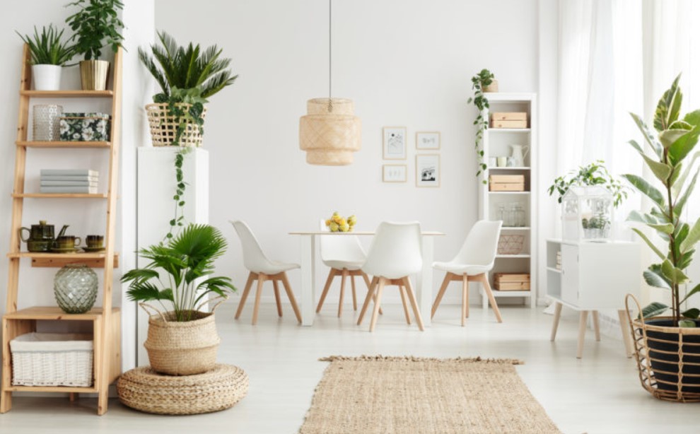 A Look into Indoor Plants and Tips for Choosing the Best for Interior Decor
